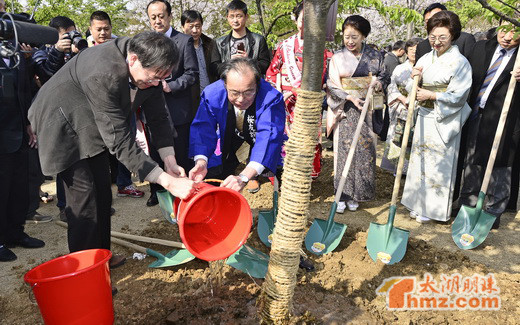 Cherry trees planted to grow Sino-Japanese friendship