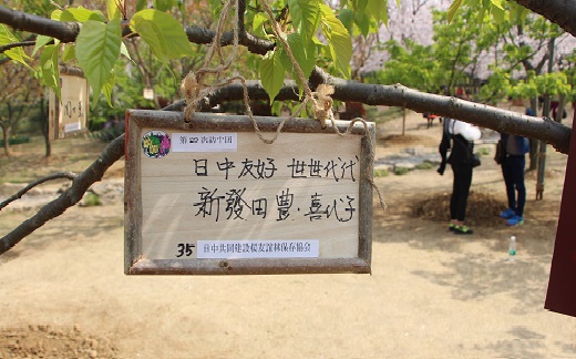 Cherry trees planted to grow Sino-Japanese friendship