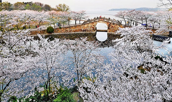 Changchun Blossom Ripple