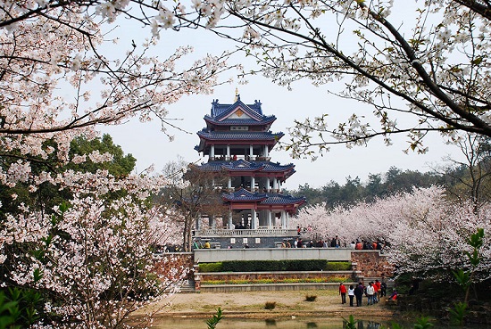 Cherry Blossom Pavilion