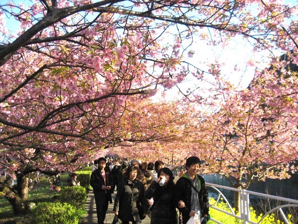 Cherry blossoms: an emblem of Japanese culture