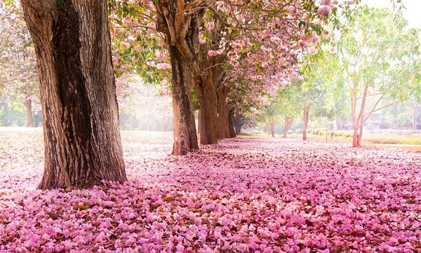 Cherry blossoms: an emblem of Japanese culture