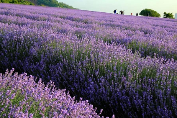 Lavenders bloom at Xuelang Mountain Scenic Area