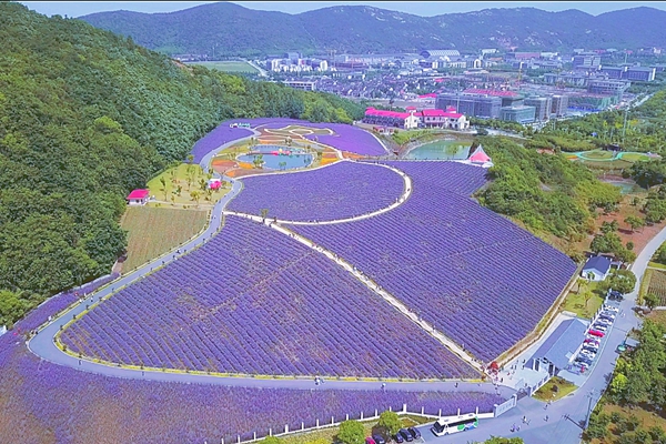 Lavenders bloom at Xuelang Mountain Scenic Area