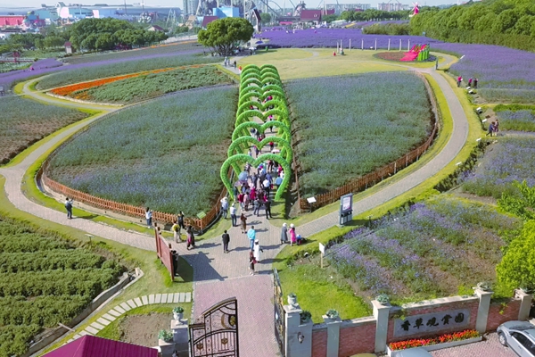 Lavenders bloom at Xuelang Mountain Scenic Area