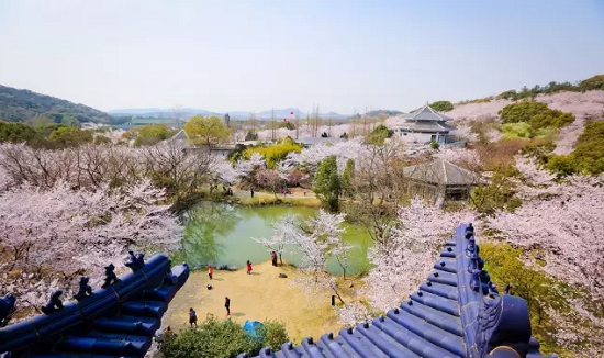 Cherry Blossom Pavilion