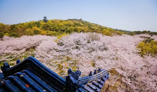 Cherry Blossom Pavilion