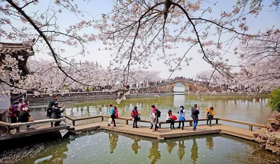Changchun Blossom Ripple