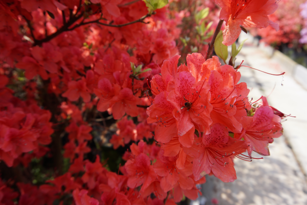 Azaleas enter blooming season in Wuxi