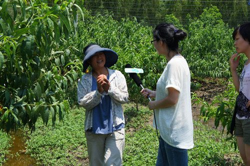 Zhangpu offers fruit-picking activities during summer
