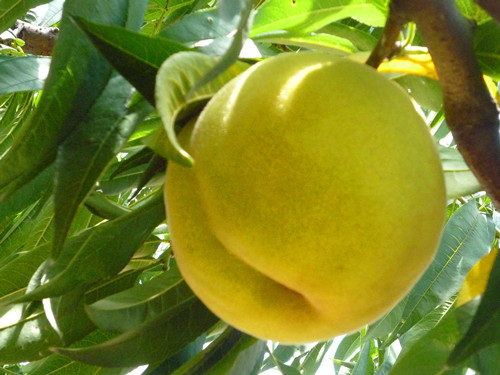 Sanjia yellow peach
