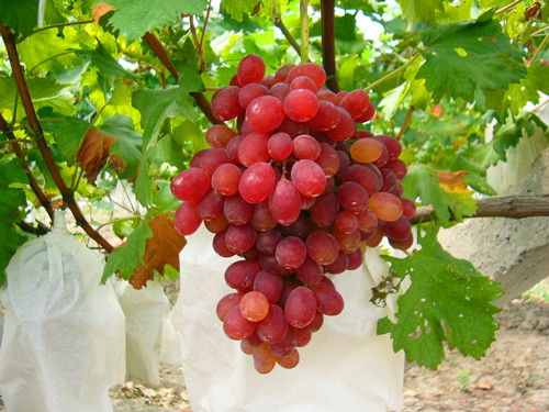 Baoguo grapes