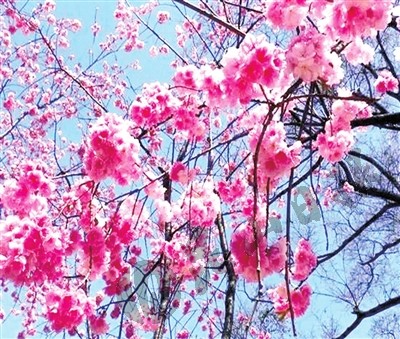 Cherry blossoms in Dianshan Lake