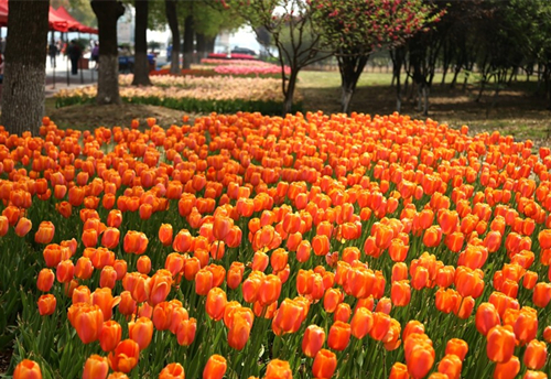 Dutch tulips blossom in Bacheng