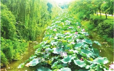 Let's admire beauty of lotus flowers in Kunshan