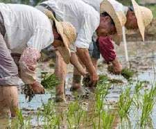 Ancient village unveils history of rice farming in China