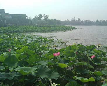 Enjoying the lotus flowers of Kunshan