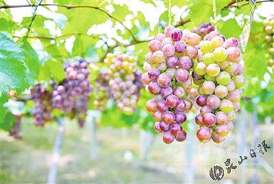 Grape season commences in Bacheng town