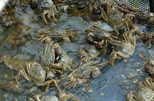 Jinxi hosts freshwater fish festival
