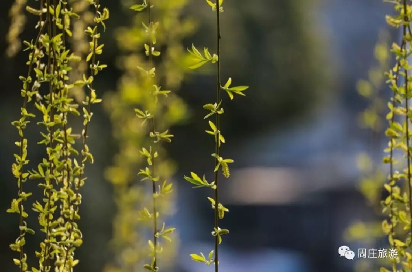 Capture the spring beauty in Zhouzhuang