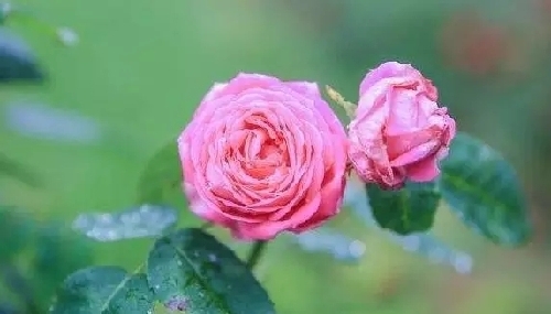 Damask roses in full bloom in Qiandeng