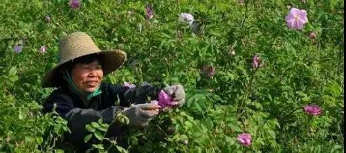 Damask roses in full bloom in Qiandeng