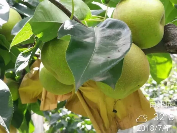 Sample delightful summer fruit in Qiandeng