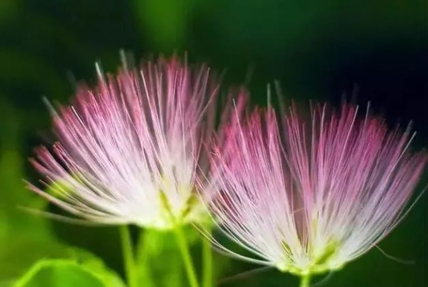 Capture colorful summer flowers in Qiandeng