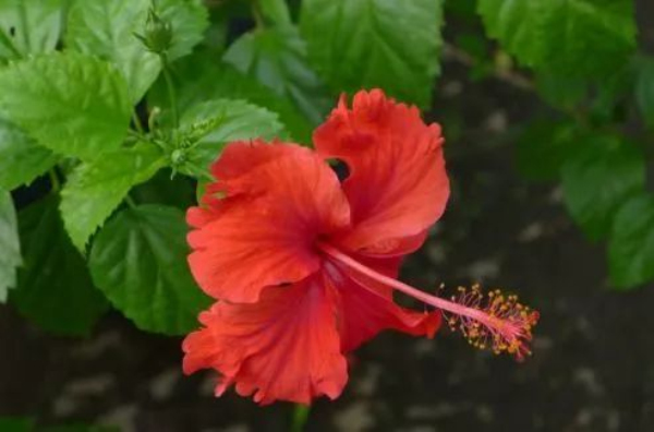 Capture colorful summer flowers in Qiandeng
