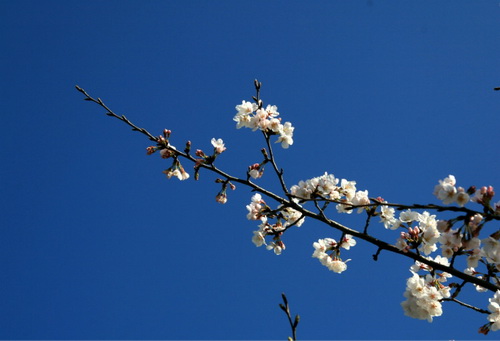 Cherry blossoms in full bloom in NETDA