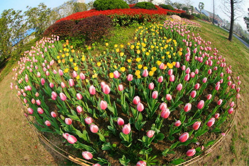 Tulips blossom in NETDA