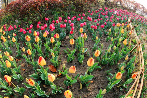 Tulips blossom in NETDA