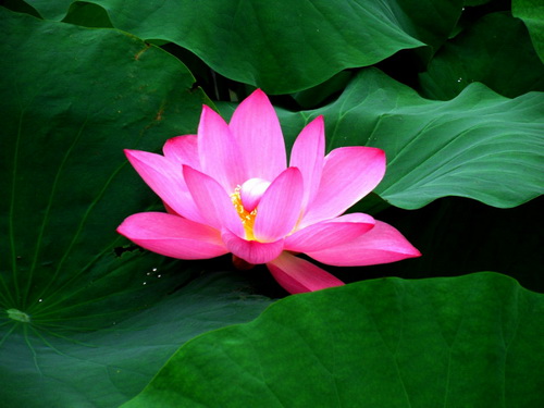 Lotus blossoms in Nengda Central Park