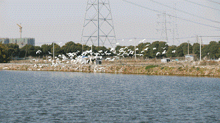 Fish catching event in Taicang
