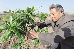 Rare tree species introduced