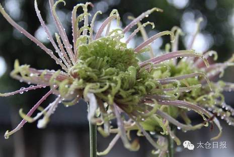 Taicang unveils annual chrysanthemum show