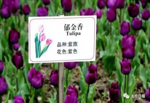 Garden of 100,000 tulips dazzles Taicang