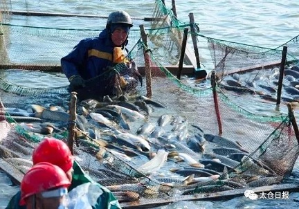Fish catching event in Taicang