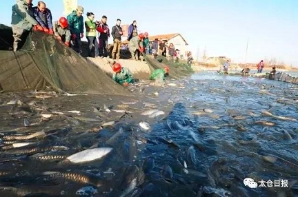 Fish catching event in Taicang