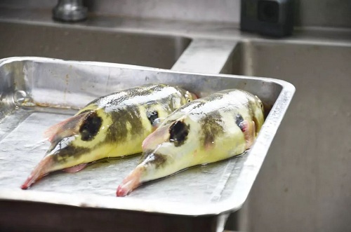 Right time for tasty globefish