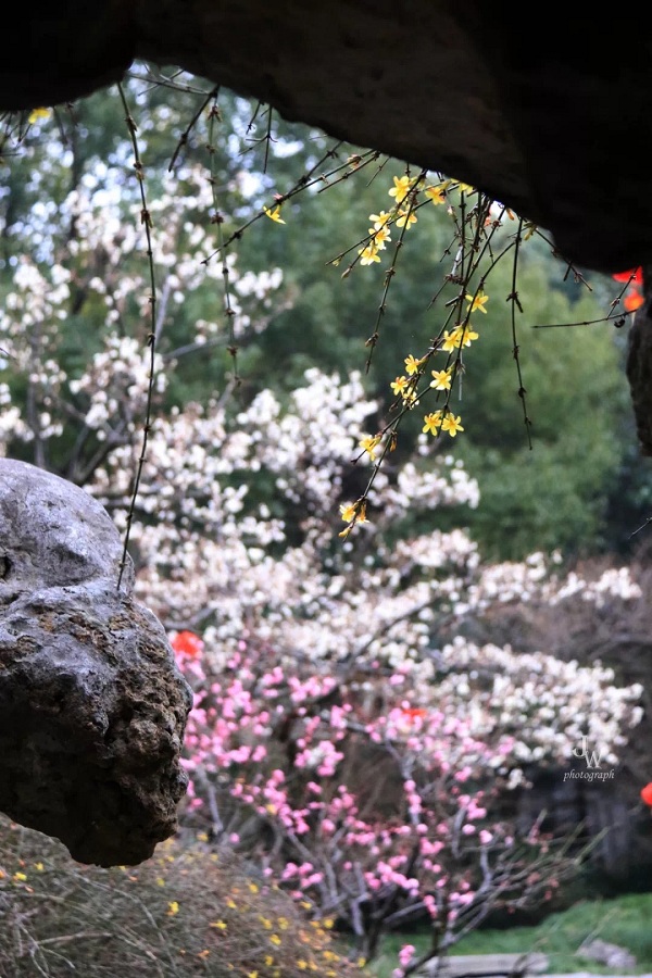 Admire plum blossoms in South Garden