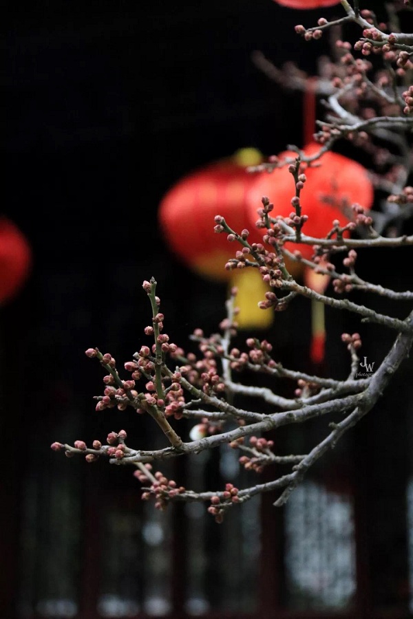 Admire plum blossoms in South Garden