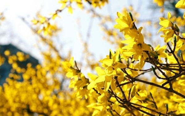 Admire various flowers in Taicang's spring