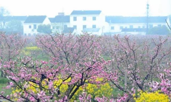 Admire various flowers in Taicang's spring