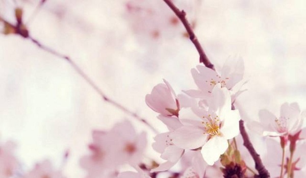 Admire various flowers in Taicang's spring