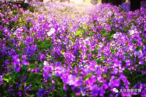 Admire various flowers in Taicang's spring