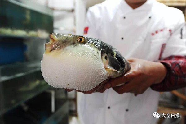 Zhou Huizhong king of cooking globefish