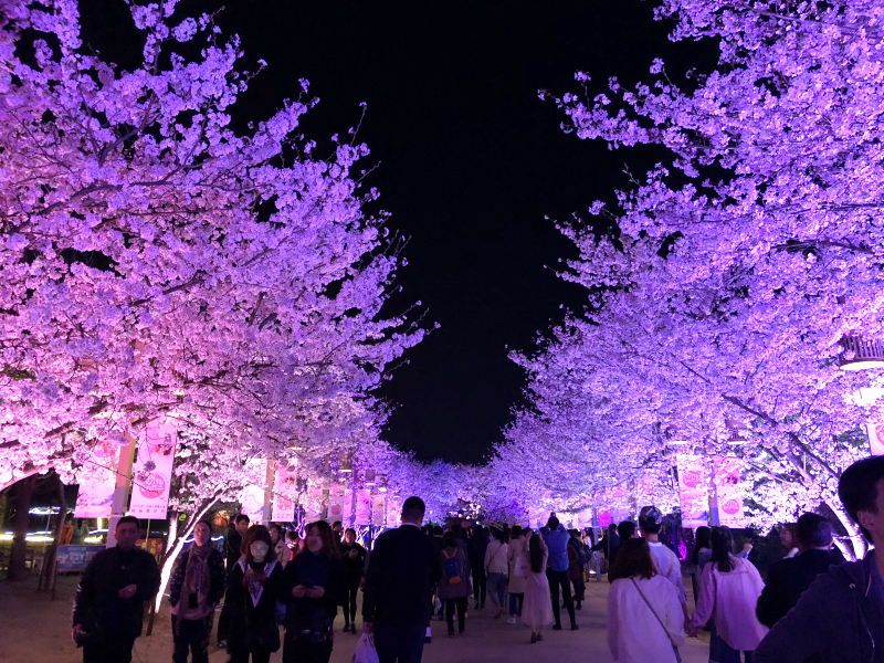 Breathtaking night scene of cherry blossoms in Wuxi