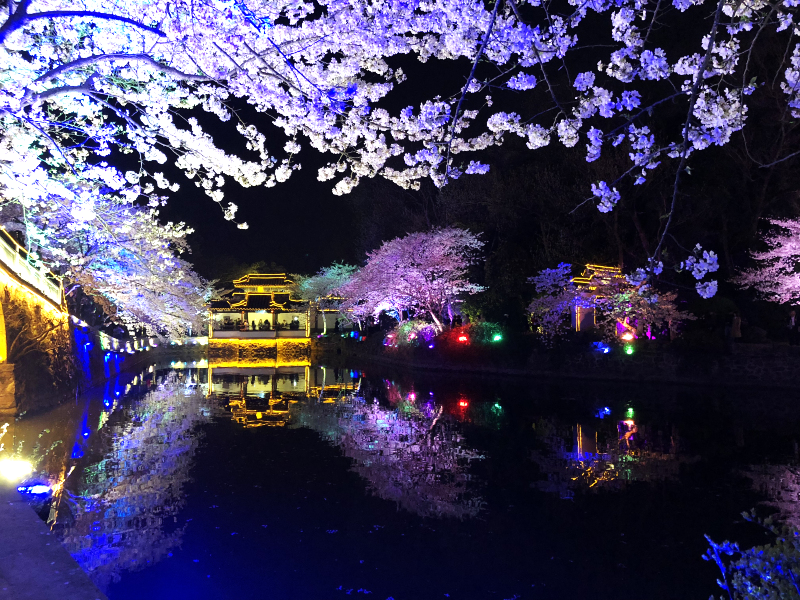 Breathtaking night scene of cherry blossoms in Wuxi