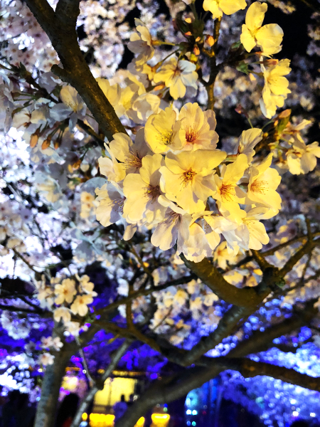 Breathtaking night scene of cherry blossoms in Wuxi